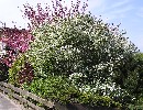 Amelanchier lamarckii
